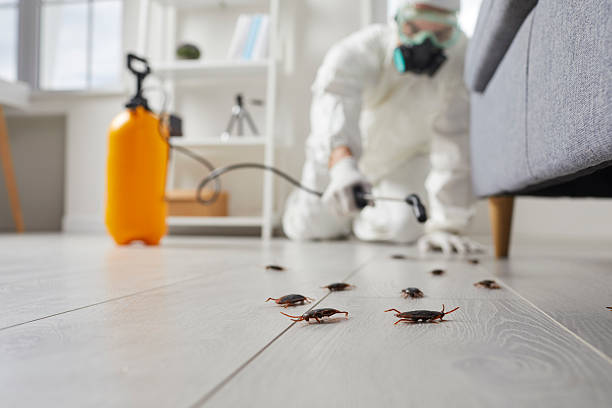 Commercial Kitchen Cockroach Control in Town 'n' Country